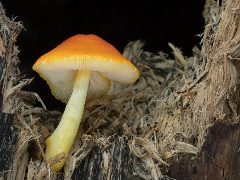 Pluteus aurantiorugosus